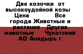 Две козочки  от высокоудойной козы › Цена ­ 20 000 - Все города Животные и растения » Другие животные   . Чукотский АО,Анадырь г.